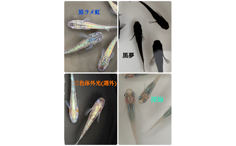 菊まるめだかの【いろ色めだか2種と生餌セット又はめだか3種セット】計12匹又は18匹 メダカ 幼魚～若魚 1.5～2.0cm ミジンコ ゾウリムシ いろ色めだか3種セット