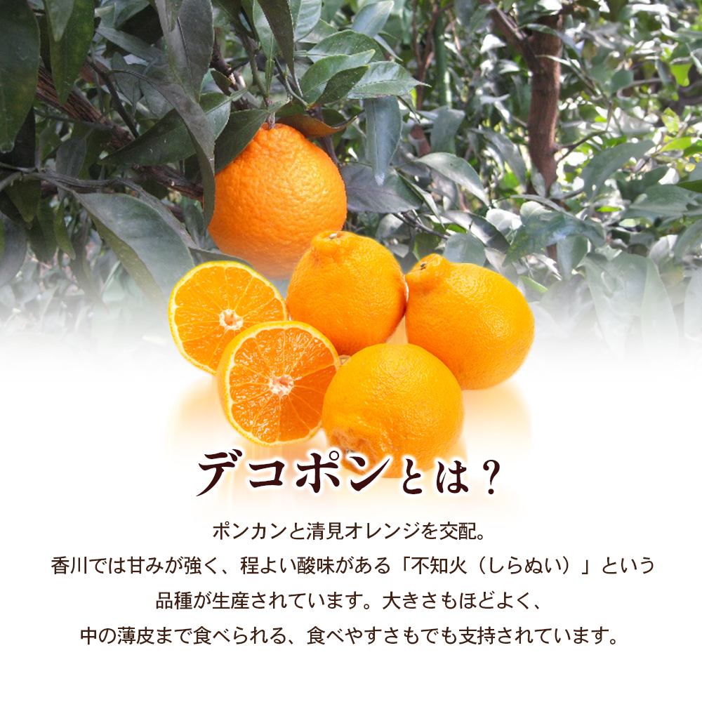 【 小豆島 】小豆島 デコポン 約2.8kg 柑橘 デコポン 不知火 果物 フルーツ 国産 くだもの さっぱり 国産 香川 香川県 土庄 土庄町
