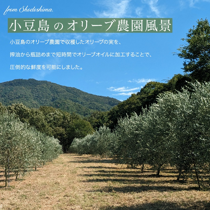 【 小豆島 】小豆島産100％「純」エキストラバージンオリーブオイル2本入ギフトセット(120ml×2本) オリーブオイル エクストラバージン 小豆島 調味料 オイル セット