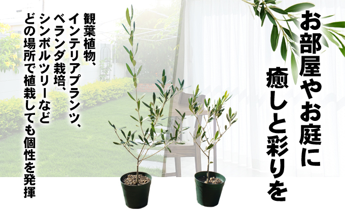 瀬戸内のオリーブ 苗木 1本 植物
