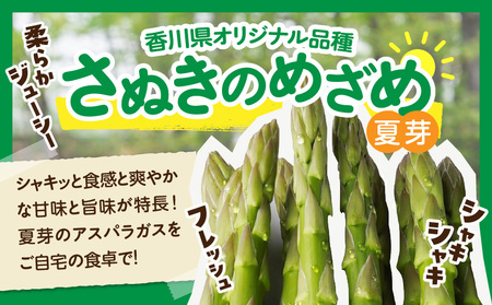 【先行受付】香川オリジナルアスパラガス「さぬきのめざめ」(セミロング)夏芽 約700g | 野菜 アスパラ アスパラガス さぬきのめざめ 料理 柔らかい 夏 冷蔵 新鮮 香川県 三木町 セミロング おすすめ |_mk006-028