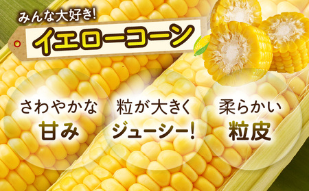 三木町産　イエローコーンとホワイトコーンの食べ比べセット | とうもろこし ホワイトコーン イエローコーン 食べ比べ セット 食べ比べセット 詰め合わせ 野菜 旬 旬の野菜 季節の野菜 グルメ お取り寄せ 人気 おすすめ 香川県 三木町 |_mk006-041