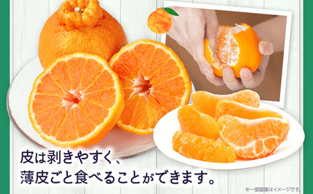 貯蔵デコポン約3kg(8～16玉)【香川県共通返礼品】 | デコポン 甘い 酸味 柑橘 柑橘系 果物 フルーツ 青果 デザート グルメ おすすめ 贈答 贈り物 贈答用 ギフト プレゼント 特産品 特産 取り寄せ 香川県 三木町 |_mk006-050