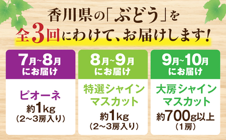 ぶどう満足 3回定期便 | フルーツ定期便 ぶどう 定期便 果物 フルーツ デザート ピオーネ シャインマスカット マスカット 果肉 スイーツ 甘い 国産 贈り物 贈答 プレゼント 期便 フルーツ定期便 人気 おすすめ 果物定期便 季節 旬 旬の果物 香川県 三木町 送料無料 |_mk006-t014