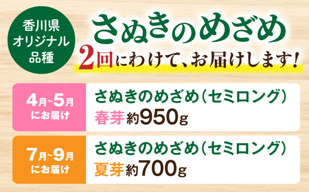 さぬきのめざめ定期便 | 野菜 定期便 アスパラ アスパラガス さぬきのめざめ 料理 柔らかい 濃い 春 夏 シャキシャキ 食感 冷蔵 新鮮 セミロング おすすめ 旬の野菜 季節の野菜 贈答 贈り物 ギフト 化粧箱 取り寄せ 香川県 三木町 送料無料|_mk006-t017