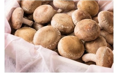 肉厚ジャンボ椎茸箱詰め２０個以上|しいたけ 椎茸 ジャンボ 肉厚 シイタケ 20個 プリプリ 食感 箱詰め 香川県 三木町|_mk111-001