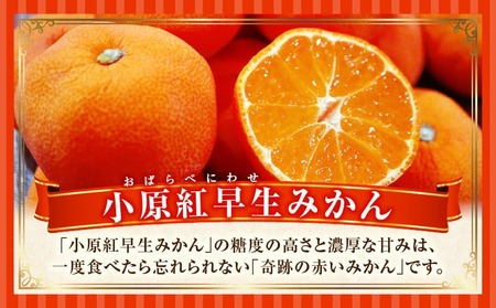 小原紅早生みかん　3.0kg | みかん 果物 デザート フルーツ お取り寄せ グルメ 柑橘 柑橘系 旬 旬の果物 家庭用 生鮮食品 贈り物 贈答 柑橘果物 おすすめ 人気 旬のみかん 季節 季節の果物 果汁 香川県 三木町 |_mk165-014