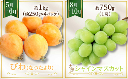 さぬき旬のフルーツ大満足　6回定期便|果物 果物定期便 定期便 フルーツ フルーツ定期便 シャインマスカット ゴールドキウイ いちご 旬 旬の果物 旬の果物定期便 キウイ 贈答 贈り物 デザート スイーツ 果肉 果汁 香川県 三木町 送料無料|_mk006-t011