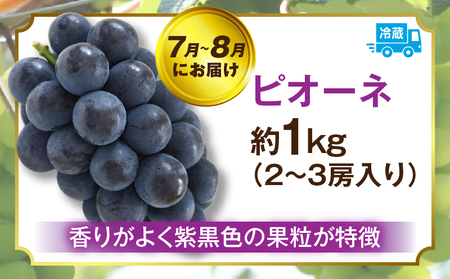 ぶどう満足 3回定期便 | フルーツ定期便 ぶどう 定期便 果物 フルーツ デザート ピオーネ シャインマスカット マスカット 果肉 スイーツ 甘い 国産 贈り物 贈答 プレゼント 期便 フルーツ定期便 人気 おすすめ 果物定期便 季節 旬 旬の果物 香川県 三木町 送料無料 |_mk006-t014