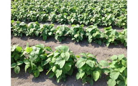 	プチマルシェお野菜ボックス(S)　季節の野菜６～７種類　≪　IDOMALL　セレクト≫| 野菜 新鮮 冷蔵 旬 香川県 野菜ボックス 季節の野菜 青果物 季節 マルシェ 冷蔵 おすすめ|_mk048-003