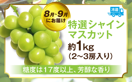 ぶどう満足 3回定期便 | フルーツ定期便 ぶどう 定期便 果物 フルーツ デザート ピオーネ シャインマスカット マスカット 果肉 スイーツ 甘い 国産 贈り物 贈答 プレゼント 期便 フルーツ定期便 人気 おすすめ 果物定期便 季節 旬 旬の果物 香川県 三木町 送料無料 |_mk006-t014
