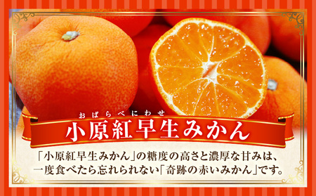 季節の恵み2回定期便H | 果物 フルーツ 定期便 果物定期便 フルーツ定期便 果実 旬 旬の果物 旬のフルーツ 旬の果物定期便 旬の定期便 デザート スイーツ 果汁 ご褒美 贈答 贈り物 キウイ ゴールドキウイ キウイフルーツ みかん 香川県 三木町 | _mk165-t008