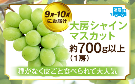 ぶどう満足 3回定期便 | フルーツ定期便 ぶどう 定期便 果物 フルーツ デザート ピオーネ シャインマスカット マスカット 果肉 スイーツ 甘い 国産 贈り物 贈答 プレゼント 期便 フルーツ定期便 人気 おすすめ 果物定期便 季節 旬 旬の果物 香川県 三木町 送料無料 |_mk006-t014