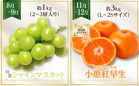 さぬき旬のフルーツお楽しみ 4回定期便 | 果物 フルーツ 青果 青果物 いちご びわ みかん シャインマスカット さぬきひめ 小原紅早生みかん マスカット なつたより 旬の果物 季節の果物 贈答 贈り物 ギフト 化粧箱 取り寄せ 香川県 三木町 送料無料 |_mk006-t015