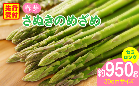三木町産　香川オリジナルアスパラガス「さぬきのめざめ」　セミロング　春芽　約950ｇ | 野菜 アスパラ アスパラガス さぬきのめざめ 春 冷蔵 新鮮 香川県 三木町 セミロング おすすめ |_mk006-038