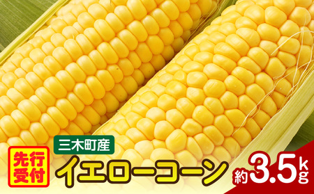 三木町産　イエローコーン　約3.5kg | うもろこし 野菜 コーン イエローコーン 旬の野菜 旬 季節の野菜 季節 贈答 贈り物 ギフト プレゼント おすそ分け グルメ お取り寄せ 人気 おすすめ 特産 特産品 生鮮食品 香川県 三木町 |_mk006-040