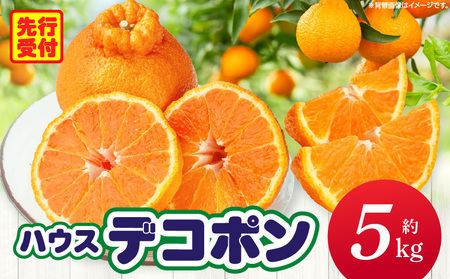 ハウスデコポン約5kg（12－24玉）【香川県共通返礼品】 | デコポン 甘い 酸味 柑橘 柑橘系 果物 フルーツ 青果 デザート グルメ おすすめ 贈答 贈り物 贈答用 ギフト プレゼント 特産品 特産 取り寄せ 香川県 三木町 |_mk006-056