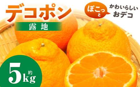 デコポン(露地)　5kg | デコポン みかん フルーツ 果物 旬 柑橘 デザート お裾分け 旬 旬の果物 おすすめ 人気 デザート 生鮮食品 果実 お取り寄せ 贈答用 贈り物 柑橘類 季節 季節の果物 柑橘系 香川県 三木町 |_mk165-007