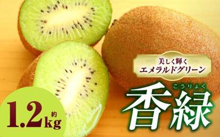 キウイフルーツ(香緑)　1.2kg | キウイ フルーツ 果物 旬 旬の果物 キウイフルーツ デザート 生鮮食品 贈り物 贈答 お裾分け おすすめ 人気 ギフト グルメ 特産品 果肉 季節 季節の果物 香川県 三木町 |_mk165-012