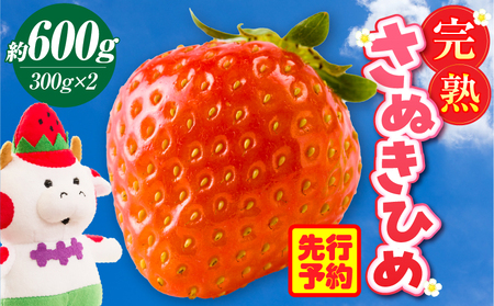 完熟さぬき姫 約600g | いちご 苺 さぬき姫 さぬきひめ 香川県オリジナル 希少 甘い 完熟 フルーツ 果物 旬 香川県 三木町 |_mk035-007