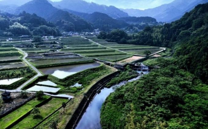 〈坂本自然農場 穂田琉〉 特別栽培米:ひめの凜　精米5kg ご飯 お弁当 おにぎり 冷めても美味しい 愛媛県産 県知事賞 受賞米 お米