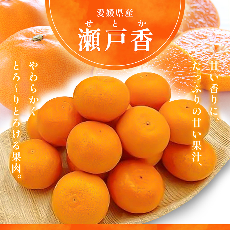 せとか L～3Lサイズ　2.5kg　みきゃん箱入＜みかん 柑橘 フルーツ 果物 愛媛県 国産 甘い 人気 先行予約 数量限定 旬にお届け 瀬戸香＞