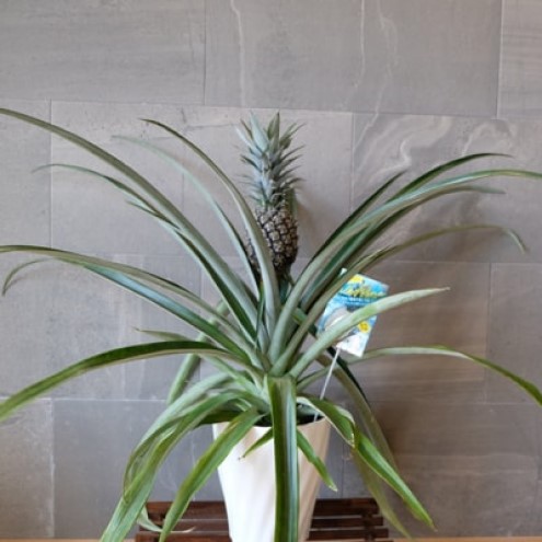 パイナップル 鉢 7号鉢 極甘のホワイトパイナップル 《シルキーパイン》 果樹 植物