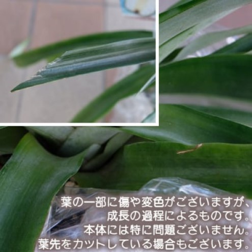 パイナップル 鉢 7号鉢 極甘のホワイトパイナップル 《シルキーパイン》 果樹 植物