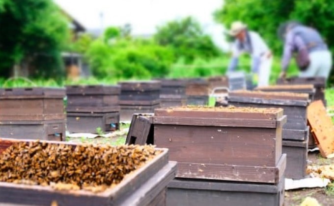 はちみつ 国産 天然 純はちみつ 1kg×3本セット やまみつ＆さくら＆れんげ ハチミツ 蜂蜜