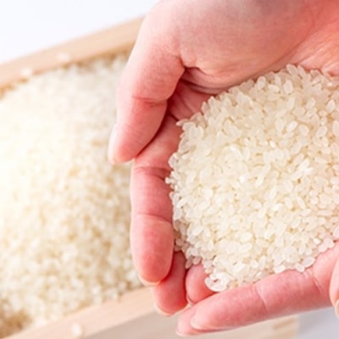米 2kg れんげ栽培 恋華米 精米 コメ 白米
