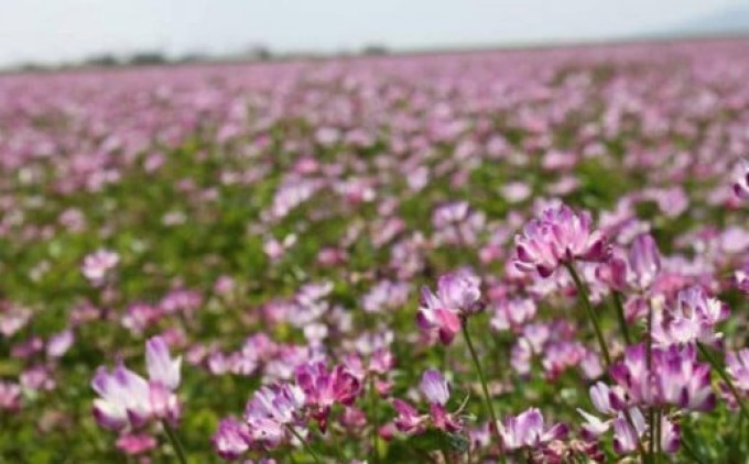 米 2kg れんげ栽培 恋華米 精米 コメ 白米