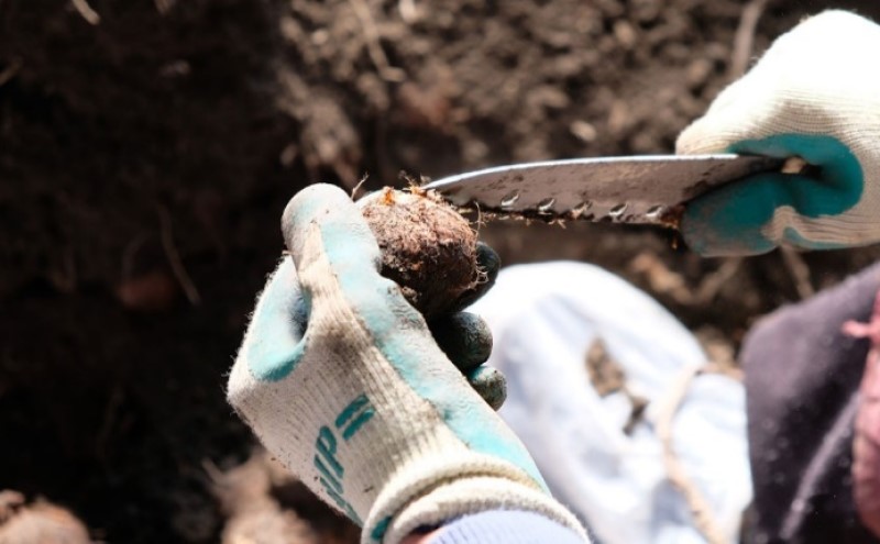 里芋 ねっとりもちもち 小郡産の里芋 赤芽大吉 2.5kg ふくおかエコ農産物認証 ゆうき自然農場 野菜 芋