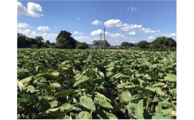 里芋 ねっとりもちもち 小郡産の里芋 赤芽大吉 2.5kg ふくおかエコ農産物認証 ゆうき自然農場 野菜 芋
