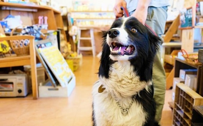 猫シルエット 黒板 4枚 セット 黒 雑貨 日用品