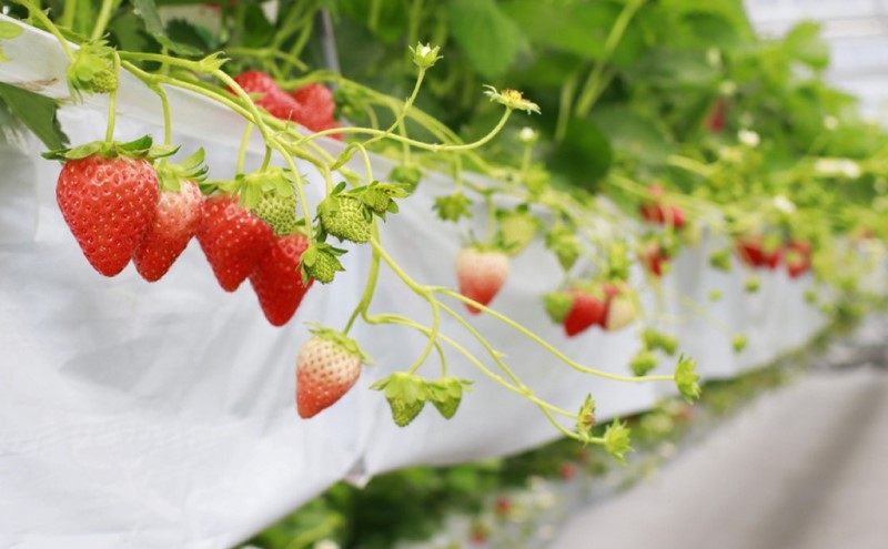 あまおう 生まれも育ちも福岡県 イチゴ界の王道！ギフトに最適 4パック 化粧箱入り 果物 デザート イチゴ 苺