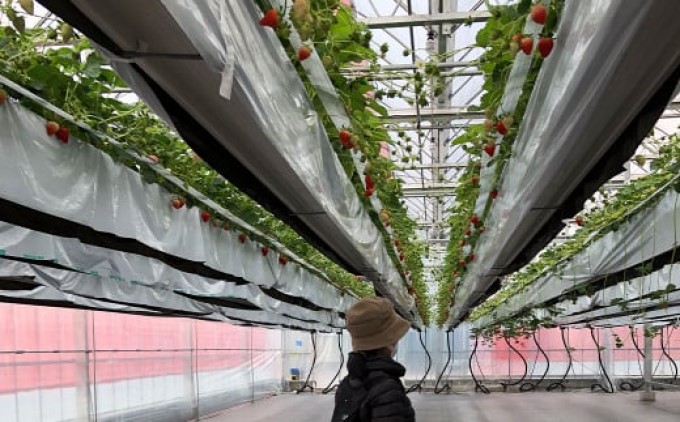 いちご ギフトに最適 いただきいちご園の食べ比べ セット 厳選 4品種 化粧箱入り 果物 デザート イチゴ 苺