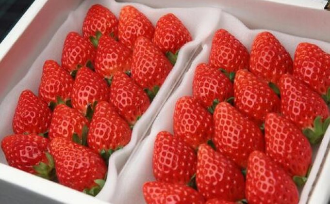 いちご いただきいちご園 食べ比べ パック 完熟いちご 厳選 2品種 果物 デザート イチゴ 苺
