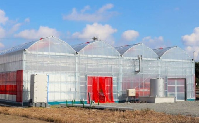 いちご 希少！白いちご 2パック 化粧箱入「ゆきざくら」 ほんのりピンクの初恋色 ギフトに最適 化粧箱 ギフト 贈り物 贈答用