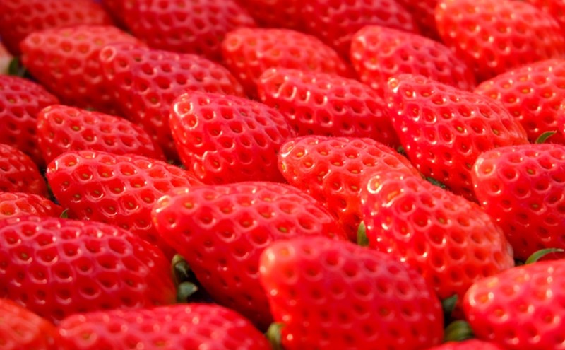 いちご 贅沢 あまおう 8パック 総重量 約1.7kg 果物 デザート 苺 イチゴ 果物 くだもの フルーツ 旬のフルーツ 季節のフルーツ 旬の果物 季節の果物 福岡 福岡県 小郡市