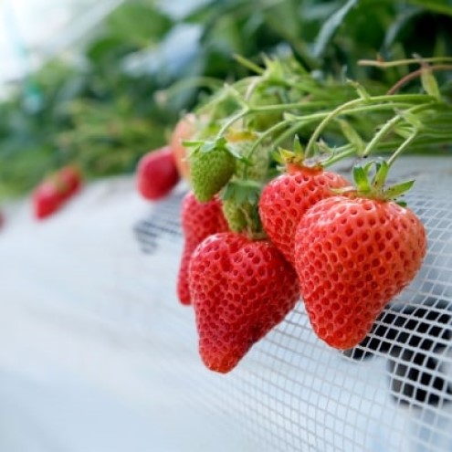 いちご 2種 食べ比べ セット いちご職人 白木のいちご あまおう 化粧箱 1箱 旬のいちご 化粧箱 1箱 イチゴ 苺 果物 デザート ※配送不可：沖縄・離島