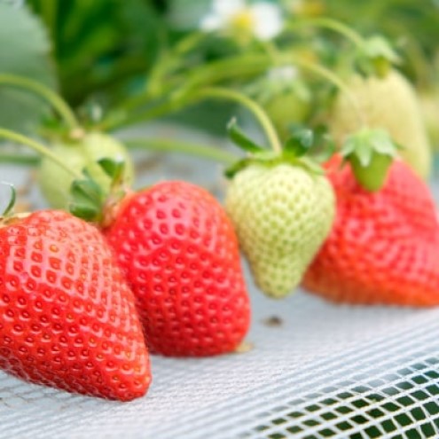 いちご 2種 食べ比べ セット いちご職人 白木のいちご あまおう 化粧箱 1箱 旬のいちご 化粧箱 1箱 イチゴ 苺 果物 デザート ※配送不可：沖縄・離島