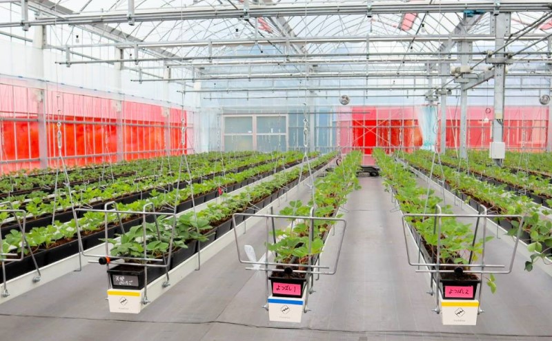 いちご いただきいちご 特選 3種 セット (1パック 8玉又は11玉入り×3パック) イチゴ 果物 ※配送不可：離島