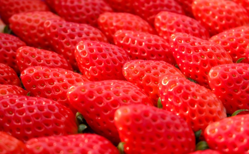 いちご 大玉！ 福岡県産 あまおう (1パック 8玉又は11玉入り) イチゴ 果物 ※配送不可：離島