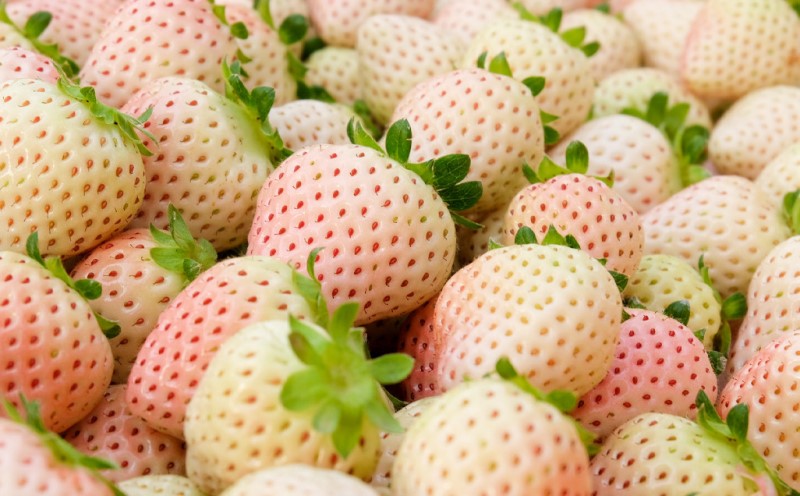 いちご 大玉！希少 白いちご ゆきざくら (1パック 8玉又は11玉入り) イチゴ 果物 ギフト ※配送不可：離島