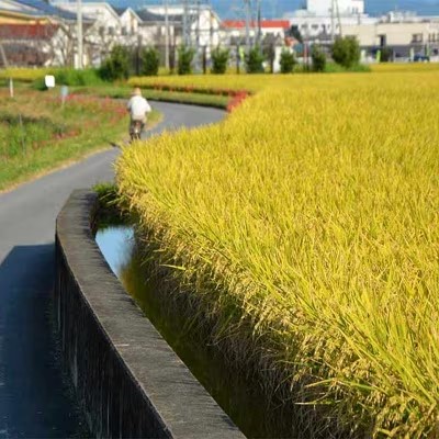 定期便 12回 ハニーベル 昔ながらの有機れんげ栽培 「恋華米ロイヤル」 玄米 5kg×12カ月