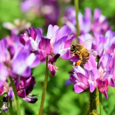 定期便 6回 ハニーベル 昔ながらの有機れんげ栽培 「恋華米ロイヤル」 玄米 5kg×6カ月