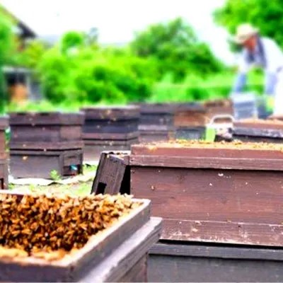 天然 国産 純はちみつ 巣蜜 約250g前後