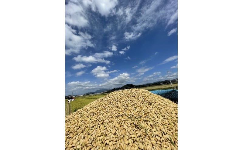 定期便6ヶ月 米 5kg 令和6年度産米 ひのひかり 筑後小郡産 農家直送 6回 お米 コメ お楽しみ