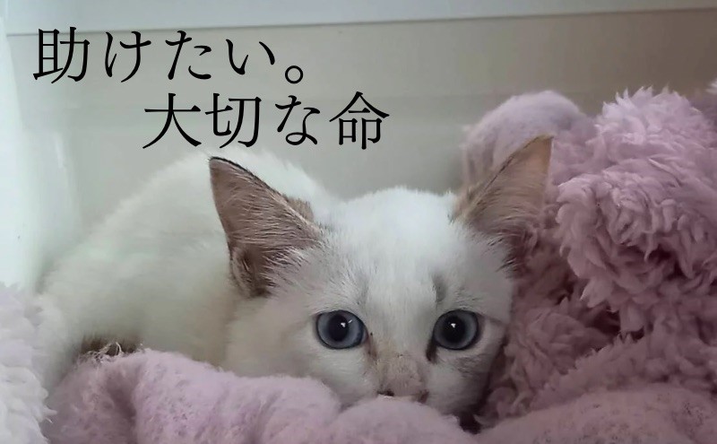 定期便 3回 コーヒー 保護猫活動を応援！ ドリップバッグ 10袋×3カ月 珈琲 ドリップコーヒー