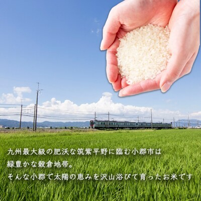 定期便 12回 福岡県産 米 夢つくし 精米5kg×12ケ月